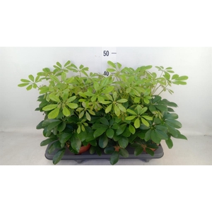 Schefflera arbor. 'Nora'