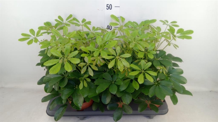 <h4>Schefflera arbor. 'Nora'</h4>