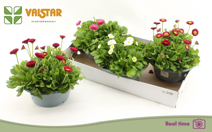 <h4>BELLIS P KL BEL GEM</h4>