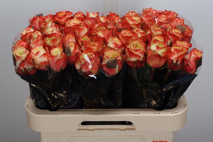 <h4>R Gr Adventure</h4>