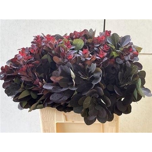 COTINUS C ROYAL PURPLE