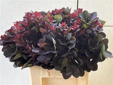 <h4>Cotinus C Royal Purple</h4>