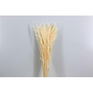 Pres Avena Sativa Semi Bleached Bunch