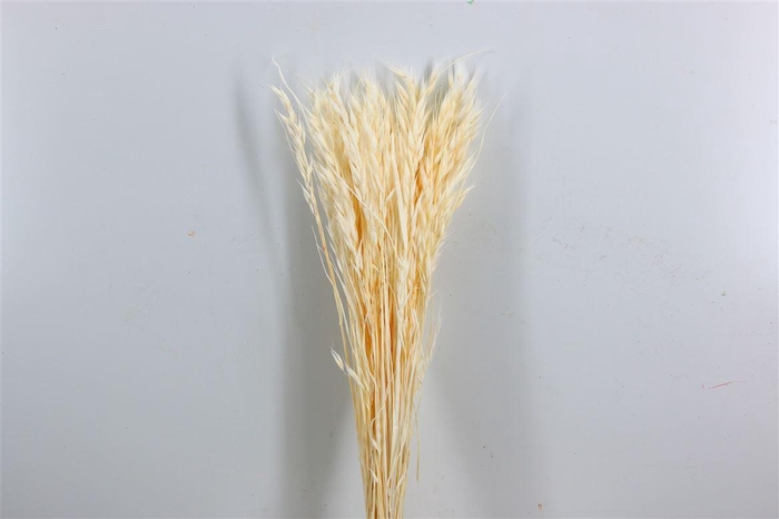 <h4>Pres Avena Sativa Semi Bleached Bunch</h4>