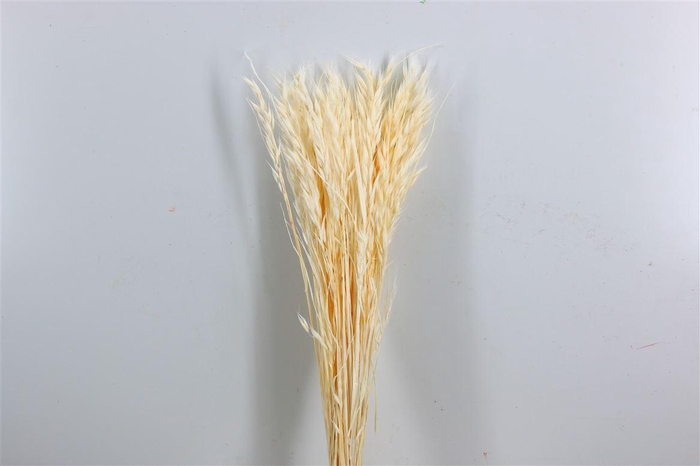 <h4>Pres Avena Sativa Semi Bleached Bunch</h4>