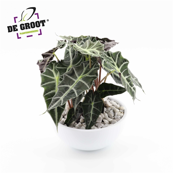 <h4>Arrangement Alocasia in schaal</h4>