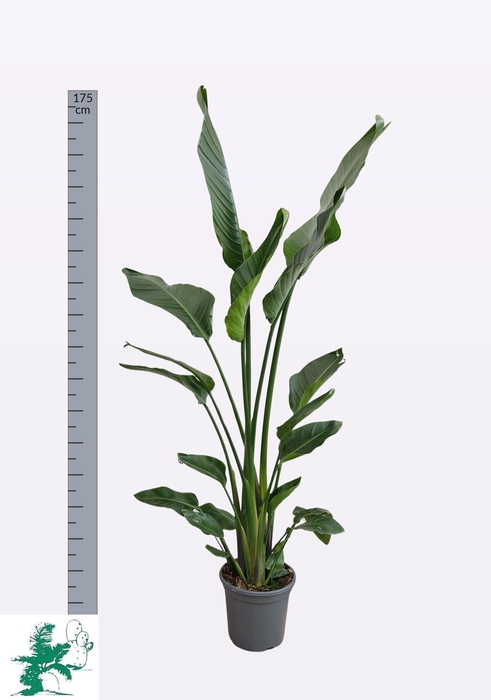 <h4>STRELITZIA ALBA</h4>