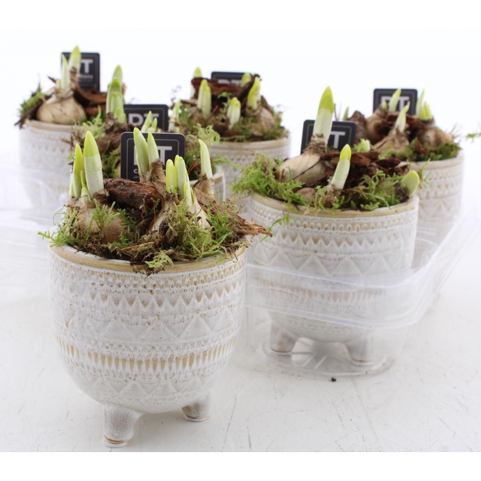 <h4>ARR N TETE A TETE</h4>