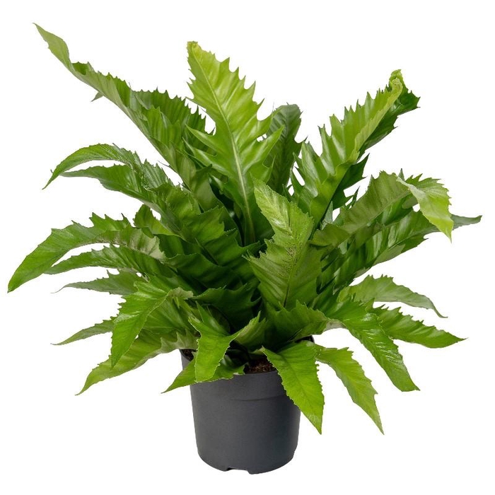 <h4>Asplenium antiquum Gioia</h4>