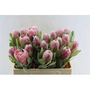 Protea Penny Pink