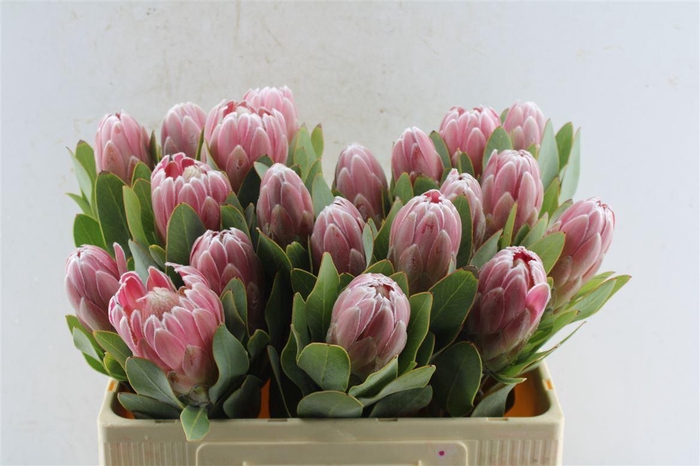 <h4>Protea Penny Pink</h4>