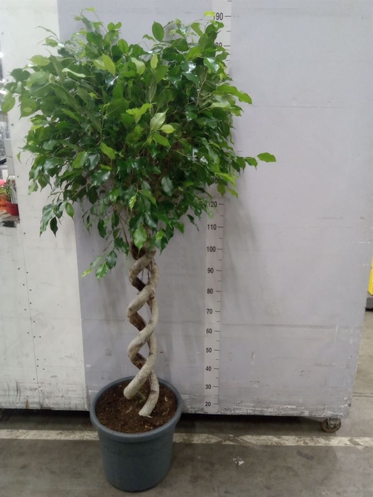 <h4>Ficus benja.   ...</h4>