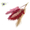 Pampas Grass 100cm 5st/bunch Lady Mix