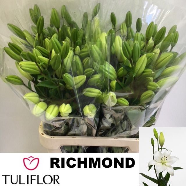 <h4>LI LA RICHMOND</h4>