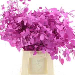 Euca Klb Populus Bes Cerise