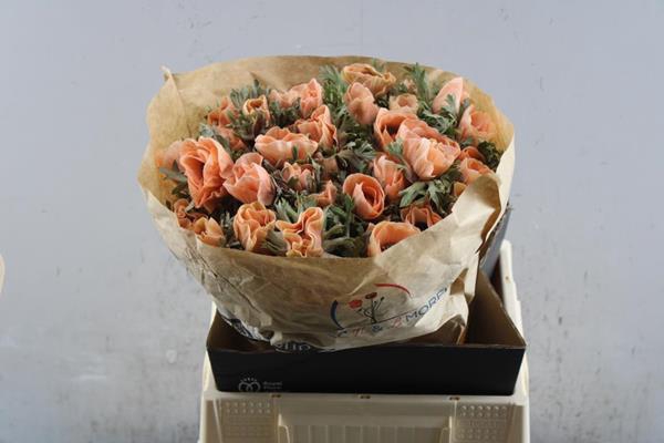 <h4>Anem Powder Zalm</h4>