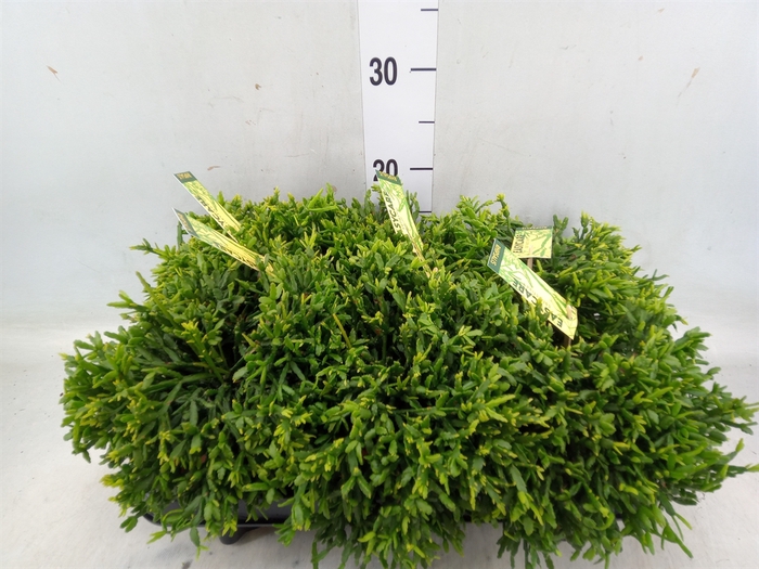 <h4>Rhipsalis ewaldiana 'Easy Diana'</h4>