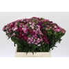 Dianthus Br Mix