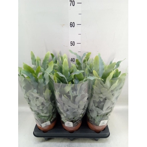 Phlebodium aureum 'Blue Star'