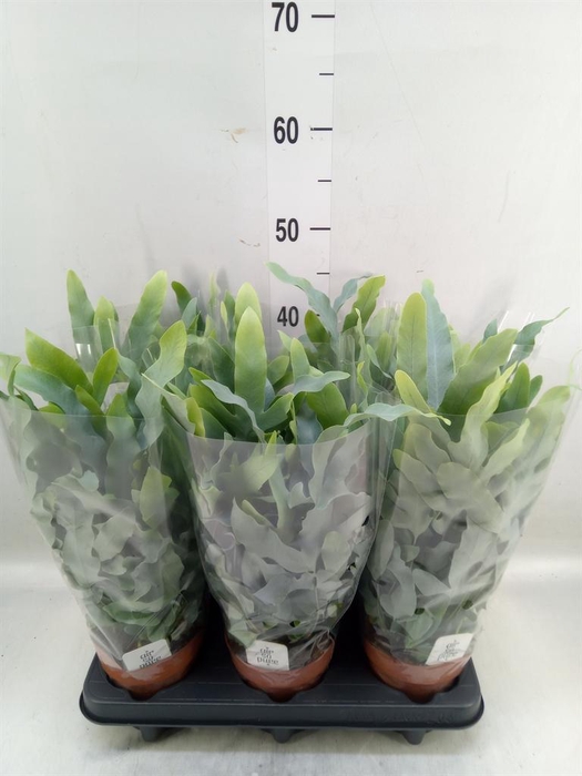 <h4>Phlebodium aureum 'Blue Star'</h4>