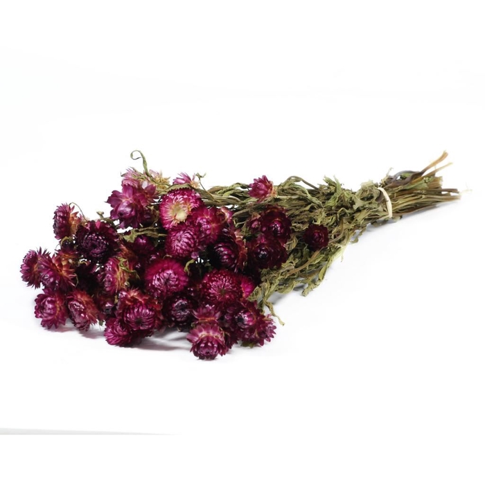 Helichrysum natural dark pink
