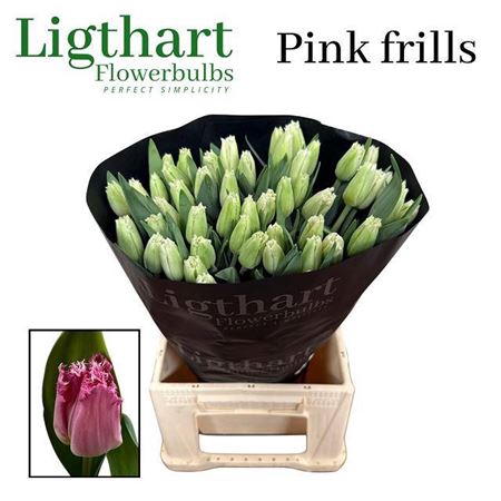 <h4>Tu Fr Pink Frills</h4>