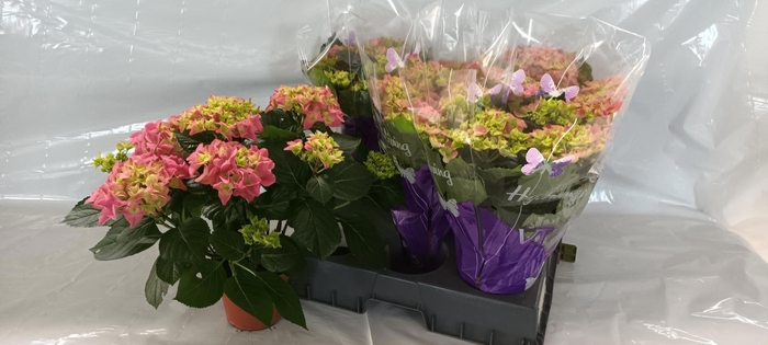 arr8 Hydr M Early Rosa