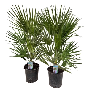 Chamaerops humilis P18