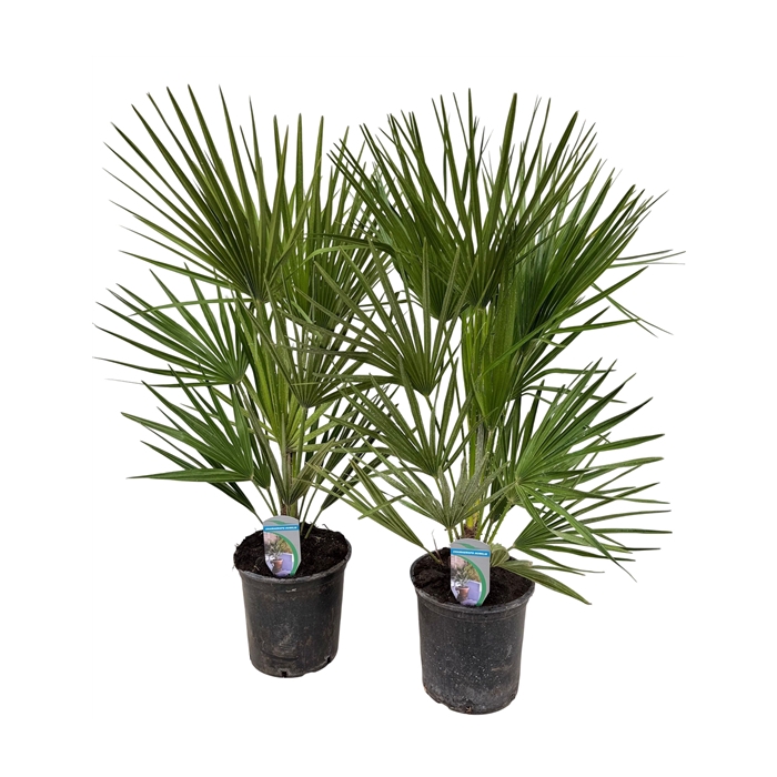 <h4>Chamaerops humilis P18</h4>