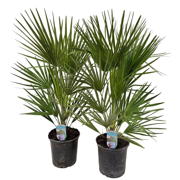 Chamaerops humilis P18