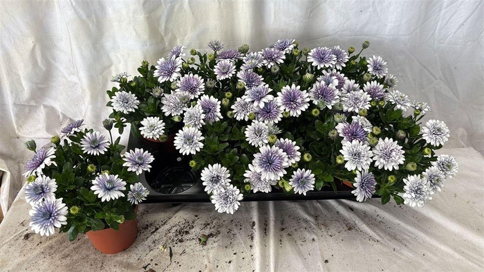 arr8 Osteo 3d Ijsblauw