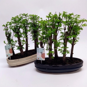Metasequoia Forest Oval 30 cm