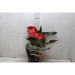 ANTHURIUM MICHIGAN P17 PREMIUM
