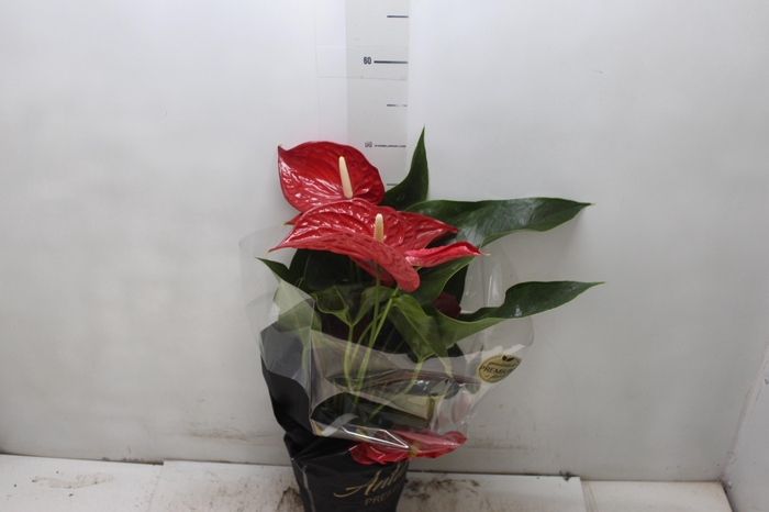 <h4>ANTHURIUM MICHIGAN P17 PREMIUM</h4>