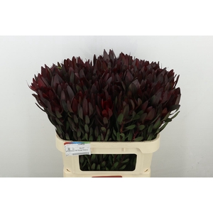 Leucadendron Saf Sunset Dark R.