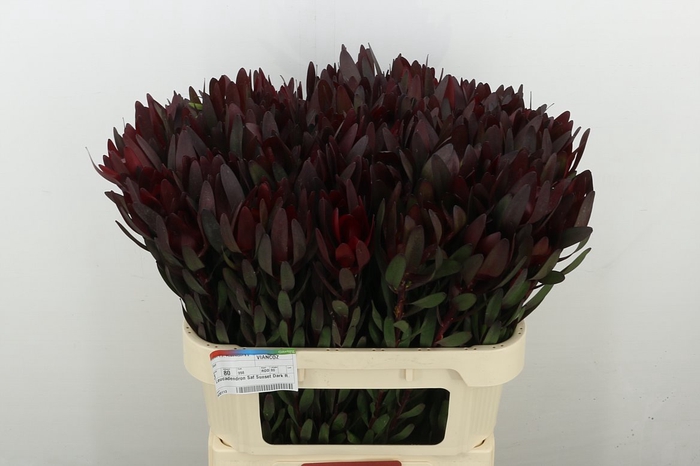 <h4>Leucadendron Saf Sunset Dark R.</h4>