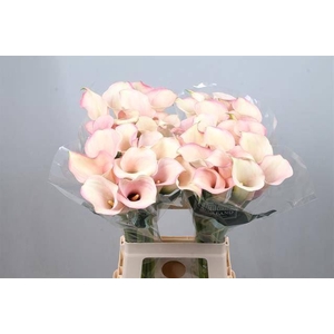 Calla Captain Rosette