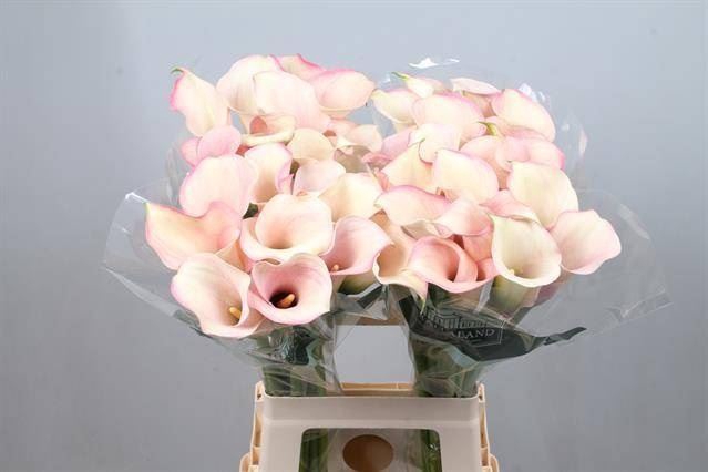 <h4>Calla Captain Rosette</h4>