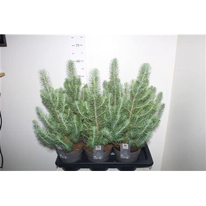 Pinus Silver Crest