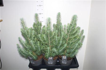 <h4>Pinus Silver Crest</h4>