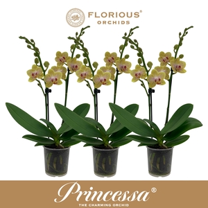 No9 Phalanopsis 2 Tak Geel