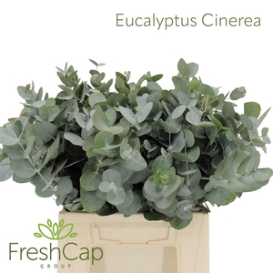 Eucalyptus per bos cinerea