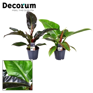 Philodendron   ...