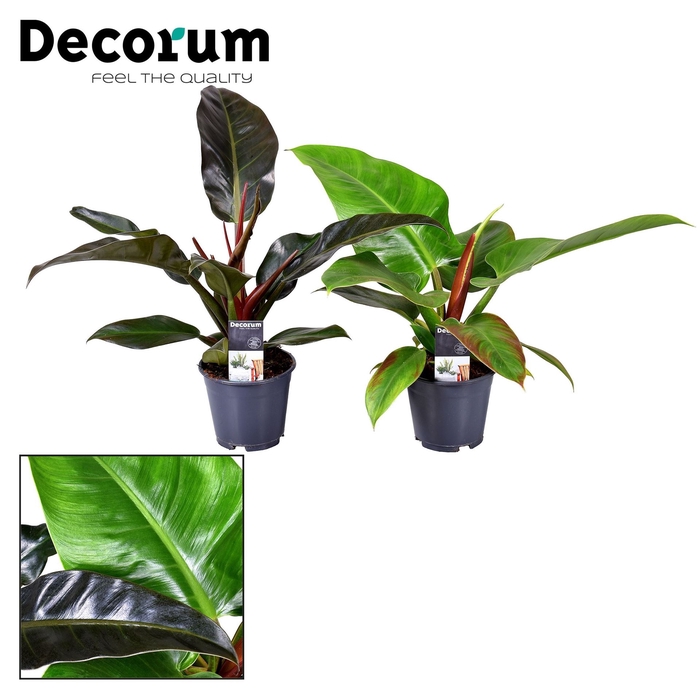 <h4>Philodendron   ...</h4>