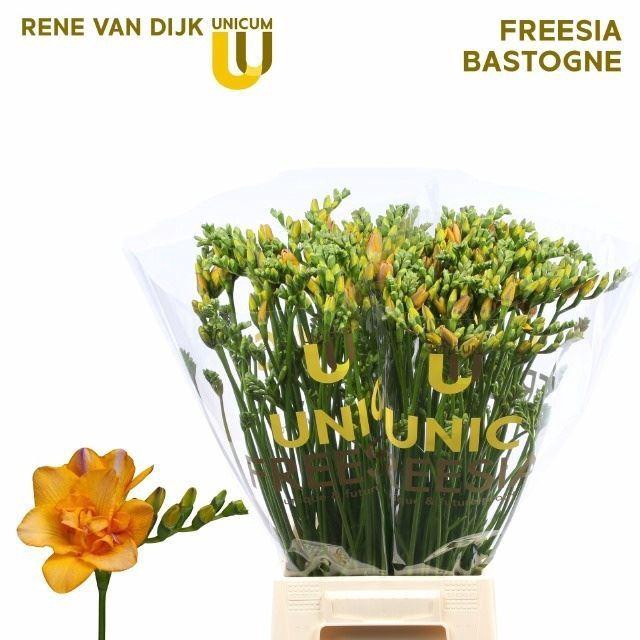 <h4>Freesia du Bastogne</h4>
