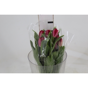 TULIPA VERMELHA