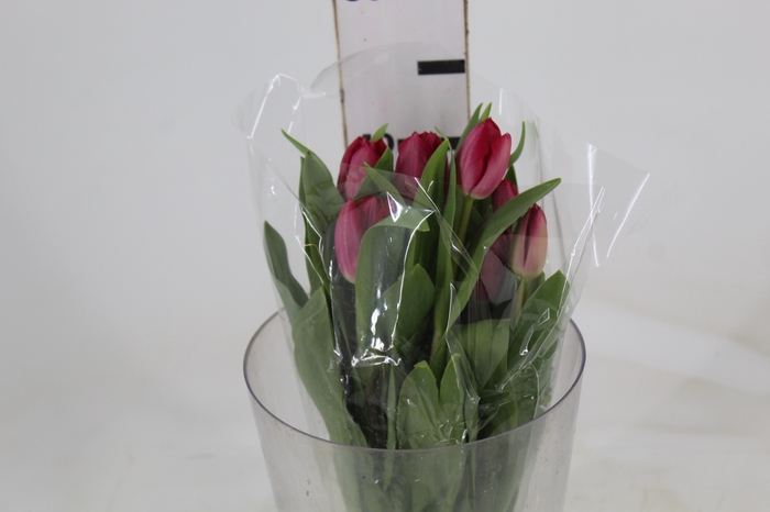 <h4>TULIPA VERMELHA</h4>