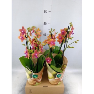 Phalaenopsis multi. 'Ant Bolgheri'