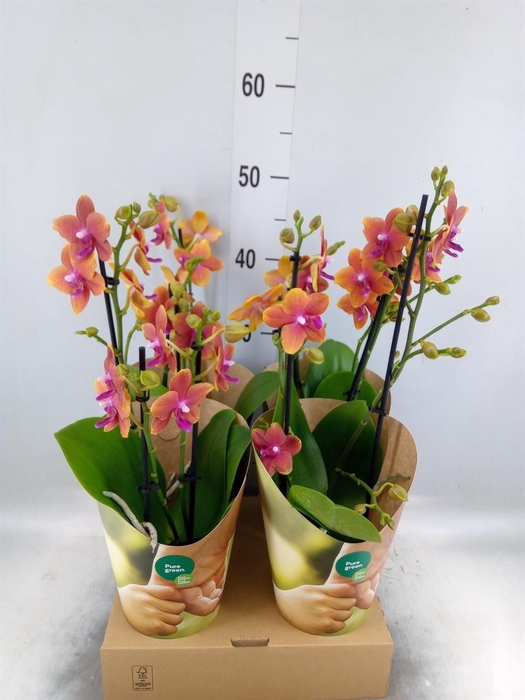 <h4>Phalaenopsis multi. 'Ant Bolgheri'</h4>