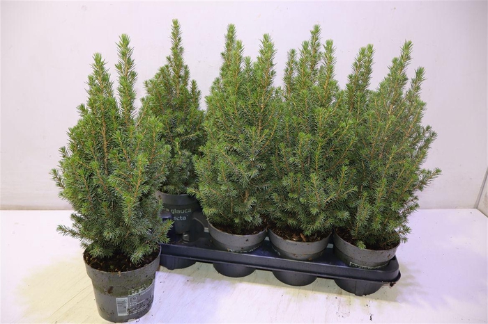 <h4>arr8 Picea Gl Perfecta</h4>